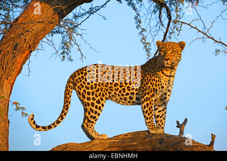 Leopard (Panthera pardus), guardando fuori da un albero, Namibia, Khomas Foto Stock
