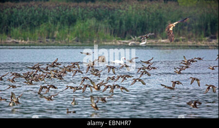 Western Marsh Harrier (Circus aeruginosus), caccia Eurasian alzavole, in Germania, in Baviera, il Lago Chiemsee Foto Stock