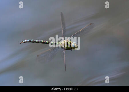 Blu-verde, darner aeshna sud, sud hawker (Aeshna cyanea), volanti maschio, in Germania, in Baviera Foto Stock