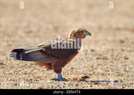 Bateleur, Bateleur eagle (Terathopius ecaudatus), bateleur immaturi in piedi sul suolo, Sud Africa, Kgalagadi transfrontaliera Parco Nazionale Foto Stock