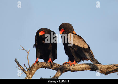 Bateleur, Bateleur eagle (Terathopius ecaudatus), coppia seduta su un albero morto, Sud Africa, Mkuzi Game Reserve Foto Stock