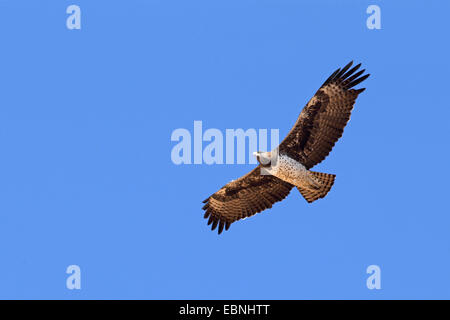 Martial eagle (Polemaetus bellicosus, Hieraaetus bellicosus), volare, Sud Africa, Kgalagadi transfrontaliera Parco Nazionale Foto Stock