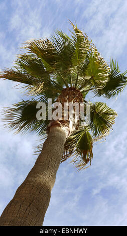 Fan di palma, Petticoat Palm (Washingtonia spec.), vie di una corona di un ventilatore di palm dal di sotto, Spagna, Balearen, Maiorca Foto Stock