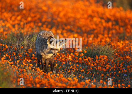 Bat-eared Fox (Otocyon megalotis), cerca di cibo in un prato di daisys, Sud Africa, Namaqua National Park Foto Stock