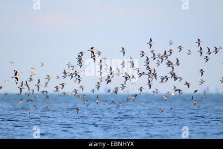 A breve fatturate (dowitcher Limnodromus griseus), gregge vola sopra il mare, STATI UNITI D'AMERICA, Florida Foto Stock