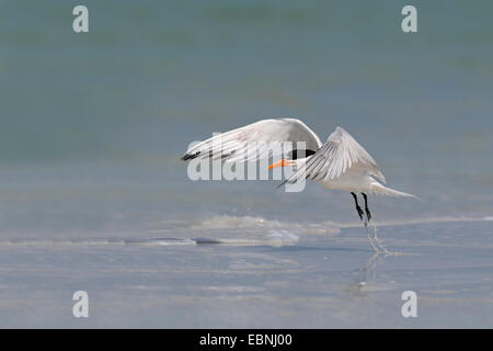 Royal tern (Thalasseus maximus, Sternea maxima), vola fino dall'acqua, STATI UNITI D'AMERICA, Florida Foto Stock