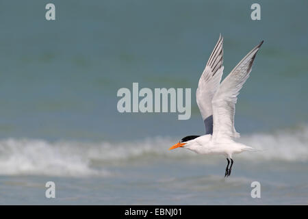 Royal tern (Thalasseus maximus, Sternea maxima), vola sopra il mare, STATI UNITI D'AMERICA, Florida Foto Stock