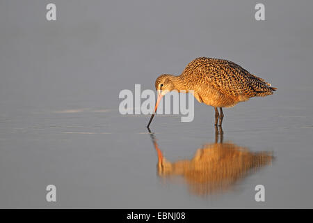 In marmo (godwit Limosa fedoa), in cerca di cibo in un fondale basso, immagine speculare, STATI UNITI D'AMERICA, Florida Foto Stock