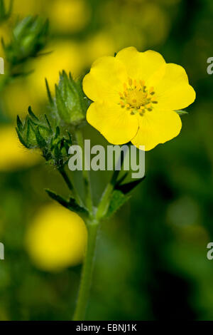 Cinquefoil zolfo (Potentilla recta ssp. obscura), fiore, Germania Foto Stock
