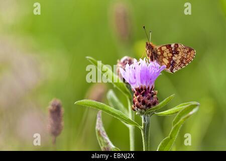 Minore fritillary in marmo (Brenthis ino), seduta a una lama per erba, marrone fiordaliso, Centaurea jacea, in Germania, in Renania Palatinato Foto Stock