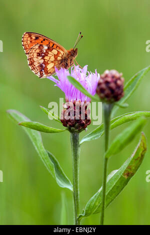 Minore fritillary in marmo (Brenthis ino), seduta a una lama per erba, marrone fiordaliso, Centaurea jacea, in Germania, in Renania Palatinato Foto Stock