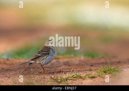 Prato Pitpit (Anthus pratensis), seduto a terra, Spagna, Balearen, Maiorca Foto Stock