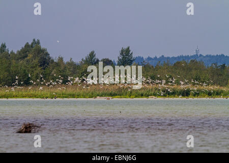 Giallo-zampe (gabbiano Larus michahellis, Larus cachinnans michahellis), grande gregge a entroterra del lago, in Germania, in Baviera, il Lago Chiemsee Foto Stock