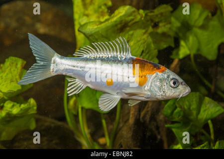 Carpe, carpa comune, europea carpa (Cyprinus carpio), carpe Foto Stock