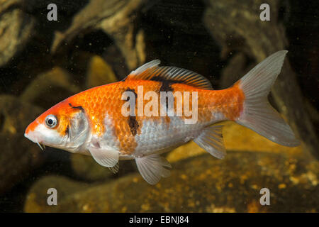 Carpe, carpa comune, europea carpa (Cyprinus carpio), carpe Foto Stock