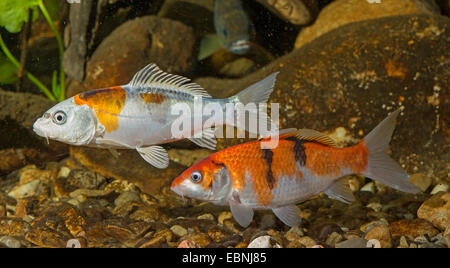 Carpe, carpa comune, europea carpa (Cyprinus carpio), carpe Foto Stock