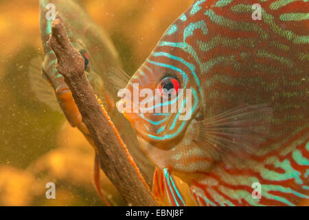 Verde (discus Symphysodon aequifasciata aequifasciata), la cura delle uova Foto Stock