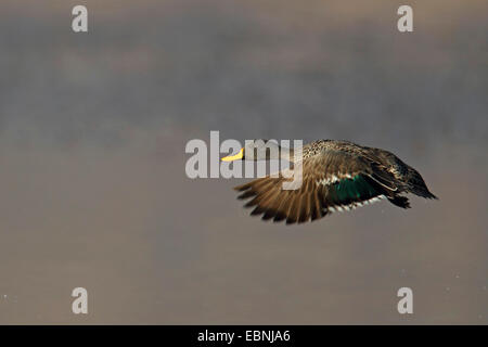 African giallo-bill (Anas undulata), flying duck, Sud Africa, Parco Nazionale di Pilanesberg Foto Stock