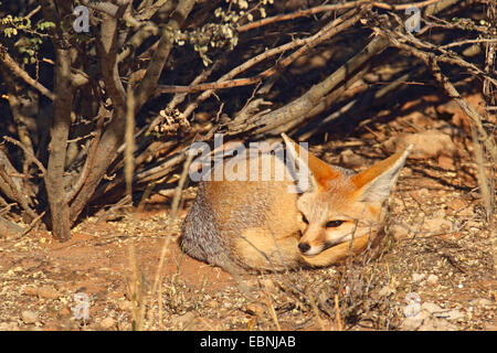 Capo volpe (Vulpes vulpes chama), che giace avvolto sotto un arbusto e prendere il sole nel sole del mattino, Sud Africa, Kgalagadi transfrontaliera Parco Nazionale Foto Stock