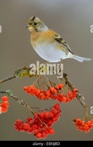 Brambling (Fringilla montifringilla), seduto su un ramoscello con frutti maturi Foto Stock