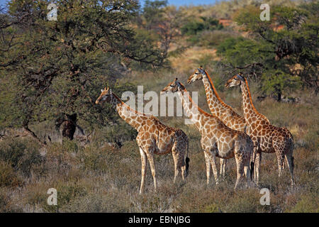 Giraffe (Giraffa camelopardalis), gruppo nella savana africana, Sud Africa, Kgalagadi transfrontaliera Parco Nazionale Foto Stock