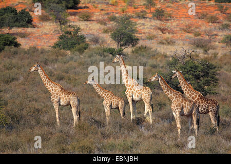 Giraffe (Giraffa camelopardalis), gruppo nella savana africana, Sud Africa, Kgalagadi transfrontaliera Parco Nazionale Foto Stock