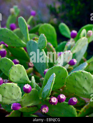 Indian fig, cactus pear (Opuntia ficus-indica, Opuntia ficus-barbarica), con frutti, Francia, Calanques Parco Nazionale Foto Stock