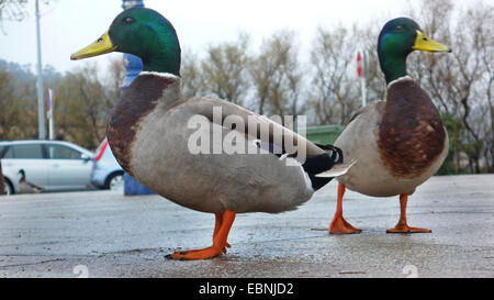 Il germano reale (Anas platyrhynchos), due i draghetti, Germania Foto Stock