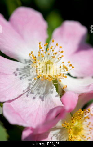 La rosa canina (Rosa canina), fiore, Germania Foto Stock