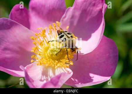 Bee chafer, bee beetle (Trichius fasciatus), sul rosa gallica, Germania Foto Stock