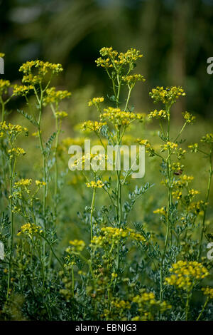 Rue comune (Ruta graveolens), fioritura Foto Stock