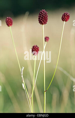 Grande Burnett (Sanguisorba officinalis, Sanguisorba major), fioritura, Germania Foto Stock