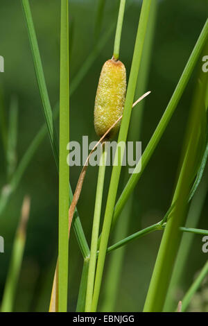 Laxmans giunco (Typha laxmannii), infructescence, 1, BG Ffm Foto Stock