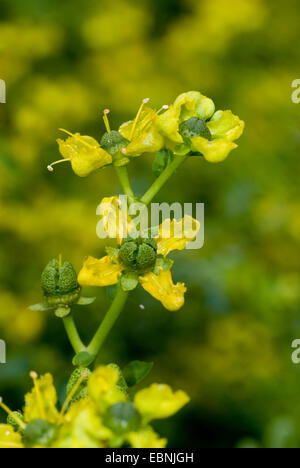 Rue comune (Ruta graveolens), fiori Foto Stock