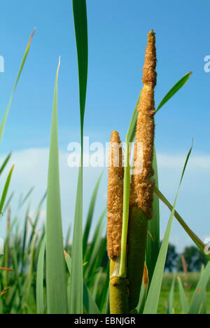 Tifa comune, di latifoglie, tifa di latifoglie del gatto di coda, grande reedmace, giunco (Typha latifolia), infructescences, Germania Foto Stock