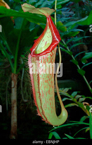 Pianta brocca (Nepenthes ampullaria), la trappola Foto Stock