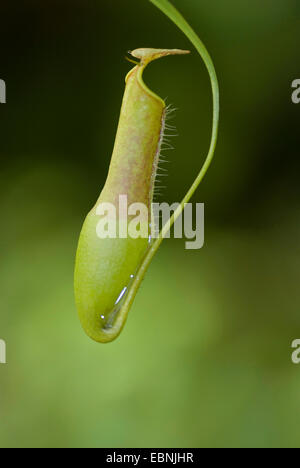 Pianta brocca (Nepenthes gracilis), la trappola Foto Stock