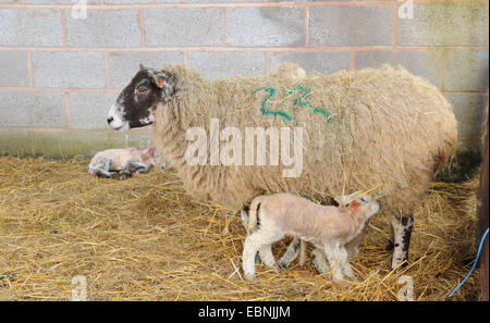 Neonato gli agnelli in una penna su Cutlers Farm, vicino a Stratford upon Avon,Warwickshire, Inghilterra, Regno Unito Foto Stock