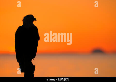 American aquila calva (Haliaeetus leucocephalus), silhouette di un aquila al tramonto, Mount Iliamna in background, USA, Alaska Foto Stock