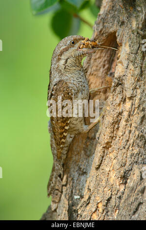 Northern spasmodico (Jynx torquilla), alla grotta di allevamento con la preda in bill, Ungheria Foto Stock