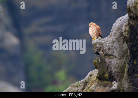 Unione gheppio, Eurasian gheppio, Vecchio Mondo gheppio, comune gheppio (Falco tinnunculus), su una roccia nel suo habitat, Germania Foto Stock