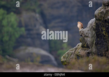 Unione gheppio, Eurasian gheppio, Vecchio Mondo gheppio, comune gheppio (Falco tinnunculus), su una roccia nel suo habitat, Germania Foto Stock