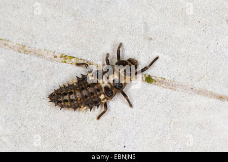 Crema-spot coccinella, crema spot coccinella, crema di latte macchiato Lady-maggiolino, Crema Spotted Ladybird (Calvia quatuordecimguttata), larva, Germania Foto Stock