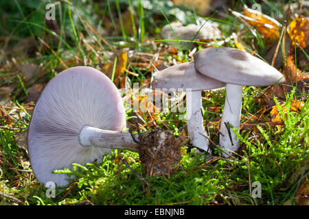 Legno blewit, levetta blu fungo, legno Blewit fungo (Lepista nuda, Clitocybe nuda, Tricholoma nudum), tre corpi fruttiferi sul suolo della foresta, Germania Foto Stock