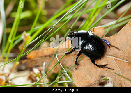 Comune di dor beetle (Anoplotrupes stercorosus, Geotrupes stercorosus), sul suolo della foresta, Germania Foto Stock