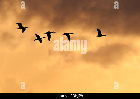 Cormorano (Phalacrocorax carbo), squadra volante all'alba, Paesi Bassi, Texel, Frisia Foto Stock