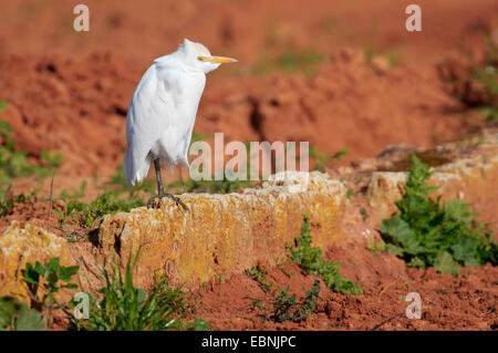 Airone guardabuoi, Buff-backed heron (Ardeola ibis, Bubulcus ibis), in piedi su una pietra in un campo, Spagna, Balearen, Maiorca, Alcudia Foto Stock