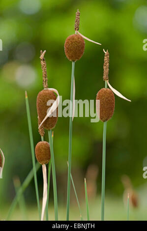 Giunco di palude nana (Typha minimi), infructescences, Germania Foto Stock