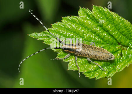 Thistle longhorn beetle, Flat-facce longhorn, Thistle longhorn beetle, Golden-fiorì grigio Longhorn (Agapanthia villosoviridescens), su una foglia, Germania Foto Stock