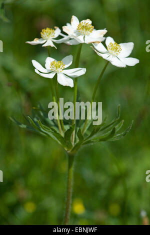 Anemone narciso, Narcisi a fiore (Anemone narcissiflora Anemone, Anemonastrum narcissiflorum), fioritura, Svizzera Foto Stock
